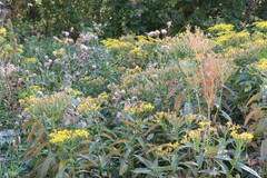 Senecio sarracenicus