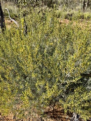 Acacia wilhelmiana
