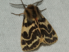 Ardices curvata