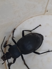 Carabus glabratus