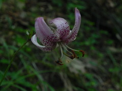 Lilium martagon