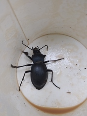 Carabus glabratus