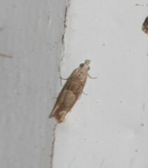 Eucosma conterminana