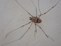 Dicranopalpus