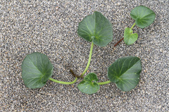 Calystegia soldanella