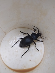 Carabus glabratus