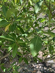 Ficus insipida