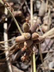 Flemingia parviflora
