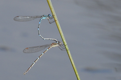 Austrolestes leda