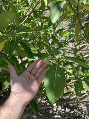 Ficus insipida