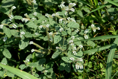 Heliotropium europaeum