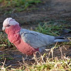 Eolophus roseicapilla