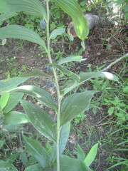 Polygonatum odoratum