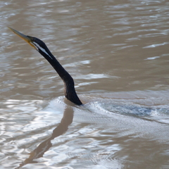 Anhinga novaehollandiae