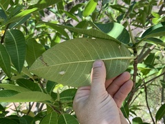 Ficus insipida