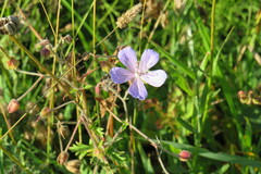 Geranium pratense