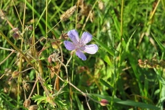 Geranium pratense