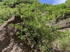 Ficus insipida