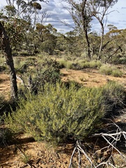 Acacia wilhelmiana