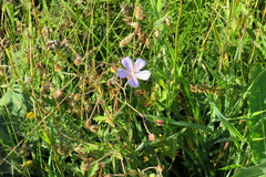 Geranium pratense