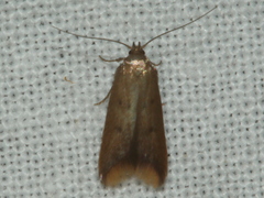 Tachystola acroxantha