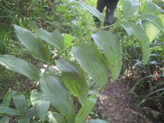 Polygonatum odoratum