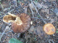Russula foetens
