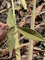 Flemingia parviflora