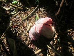 Russula sanguinea