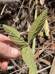 Flemingia parviflora