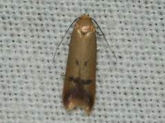 Tachystola hemisema