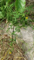 Bidens bipinnata