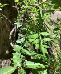 Bursera laxiflora