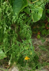 Bidens bipinnata