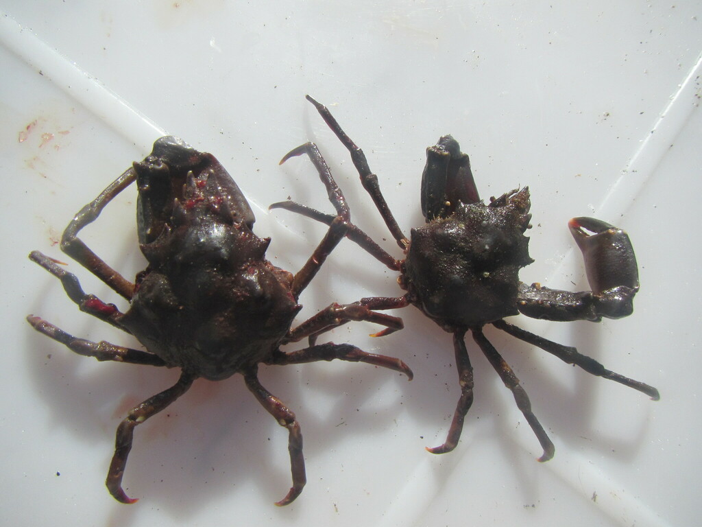 Scyra ferox
