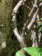 Bursera laxiflora