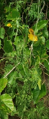 Bidens bipinnata