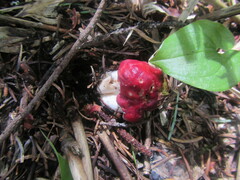 Russulaceae
