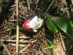 Russulaceae