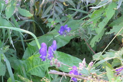 Aconitum volubile