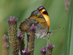 Junonia hierta cebrene