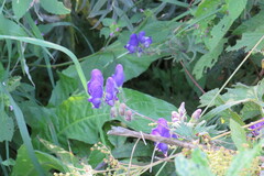 Aconitum volubile