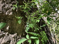 Bursera laxiflora