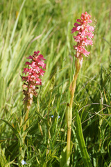 Satyrium hallackii ocellatum