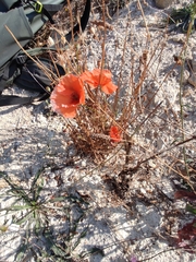 Papaver rhoeas