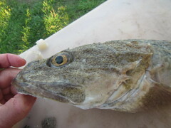 Myoxocephalus