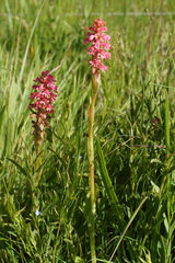 Satyrium hallackii ocellatum