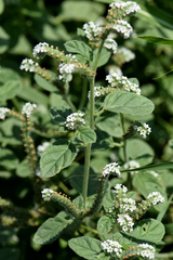 Heliotropium europaeum