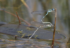 Austrolestes leda