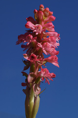 Satyrium hallackii ocellatum